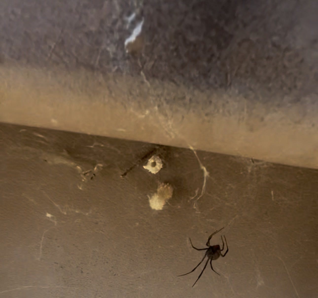 Black widow spider next to three egg sacs under the lid of a trash can