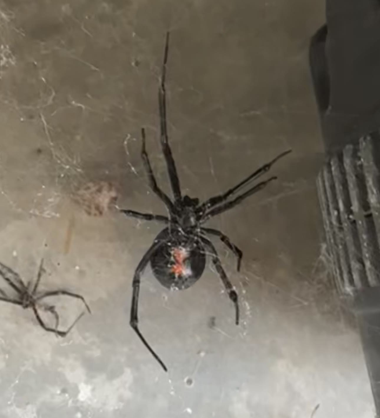 Black widow spider with a red hourglass marking under a kid's wagon in a Bakersfield garage, with her shed skin in the web beside her
