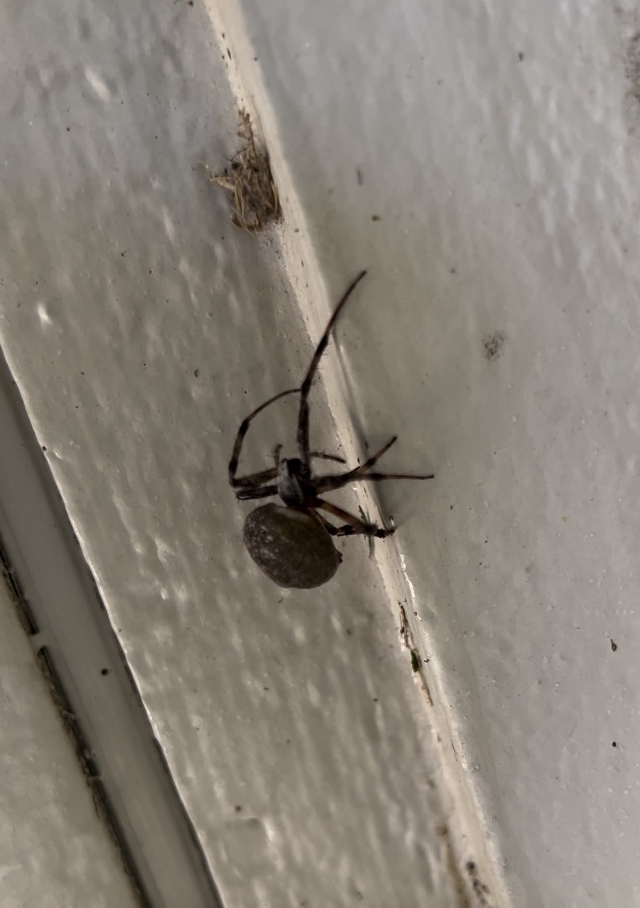 Orb weaver spider on a white door frame outside a Bakersfield home